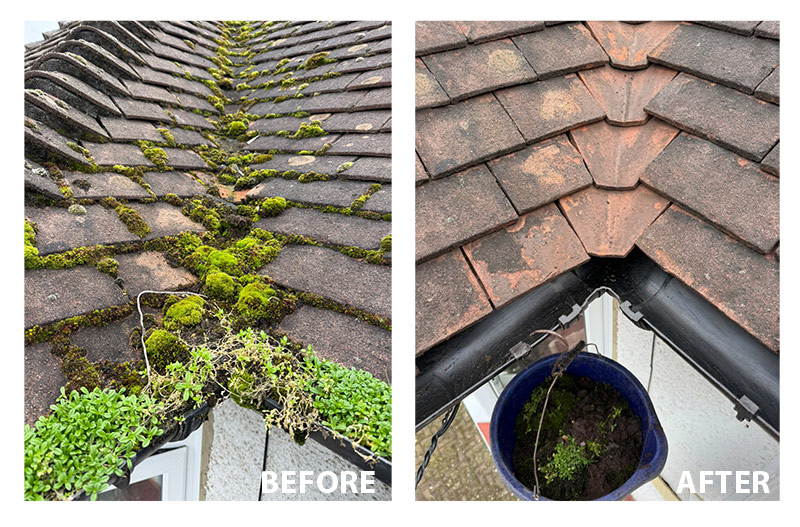 before and after moss removal