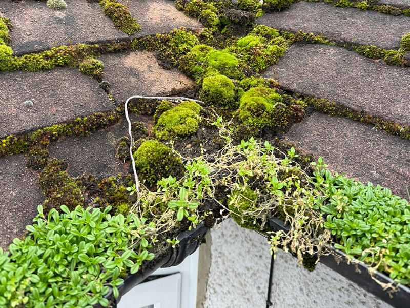 Moss Removal North London